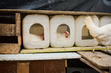 Tavuklar eşsiz bir şekilde yeniden tasarlanmış çiftlik ortamında, sürdürülebilir ve yaratıcı tarım uygulamaları sunan kutulara konurlar..
