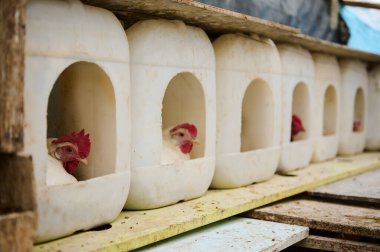 Tavuklar, değiştirilmiş plastik konteynırlardan yapılmış kişiselleştirilmiş yuva kutularının içinde yumurtluyor ve dinleniyor, sürdürülebilir tarım uygulamalarını ve kırsal ortamlardaki kaynakların verimli kullanımını vurguluyor.