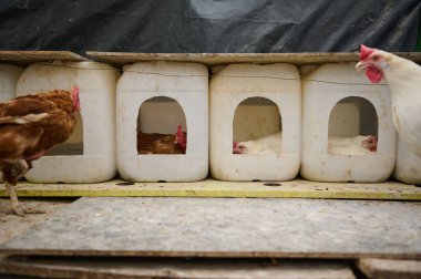 Tavuklar bir çiftliğin içindeki plastik kompartımanlarda korunuyor, kırsal tarım ve hayvan çiftliği sergileniyor. Görüntü, kümes hayvanları için doğal ve verimli bir yerleşim planı çiziyor.