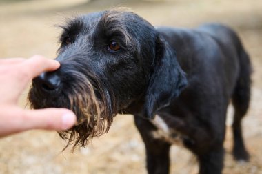 Schnauzer köpeği bir insan eliyle nazikçe etkileşime girer, dışardaki güneşli ve bulanık arka planda geçen anlamlı gözlerini ve ayırt edici sakalını gösterir..