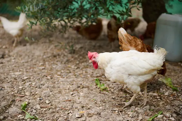 Serbest çiftlikteki tavuklar güneşli bir bahçeyi keşfederek doğal yaşam koşullarını sergiliyorlar. Beyaz bir tavuk ön planda duruyor, diğer kümes hayvanlarının karışık bir geçmişi var..