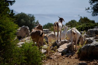 Bir keçi sürüsü, yemyeşil bitki örtüsüyle çevrili kayalık bir yoldan geçiyor. Hayvanların sakin manzarası ve uyumlu etkileşimi doğanın ve vahşi yaşamın güzelliğini vurgular..