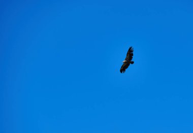 Görkemli bir kuş canlı mavi gökyüzünün arka planında süzülüyor. Bu huzurlu an uçarken doğanın özgürlüğünü ve güzelliğini yakalar..