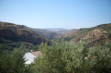 Yeşil zeytin ağaçlarıyla kaplı, güneşli yuvarlanan tepeler güzel bir Akdeniz manzarası yaratıyor. Uzak beyaz bir bina, dingin çevrenin doğal yeşilliğine büyüleyici bir tezat ekler..