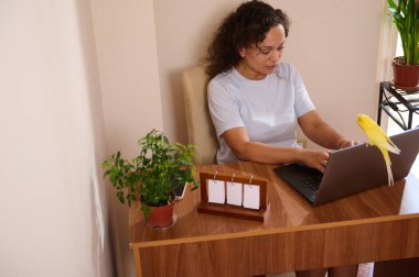 Ev ofis ortamında dizüstü bilgisayarıyla uzaktan çalışan bir kadın. Yanında yeşil bitkiler ve sıcak doğal ışık bulunan neşeli bir papağan var..