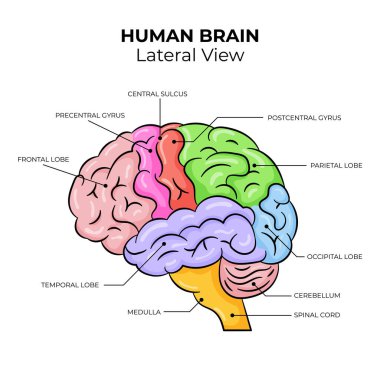 İnsan Beynine Yandan Bakış Görünümü