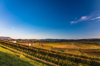 Güneş, Collio, Friuli Venezia Giulia, İtalya 'nın üzüm bağlarının üzerinden batar.