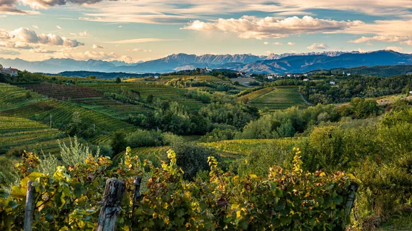 Słońce Zachodzi Nad Winnicami Collio Friuli Venezia Giulia Włochy — Zdjęcie stockowe