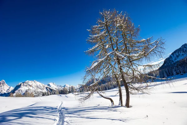 Карнійські Альпи Після Великого Снігопаду Провінція Удіне Фріулі Венеція Джулія — стокове фото