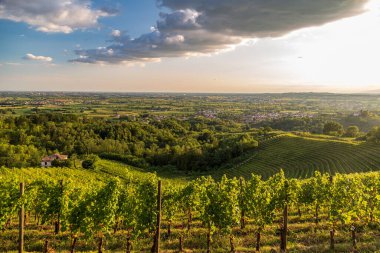 Güneş, Savorgnano del Torre, Friuli Venezia Giulia, İtalya 'nın üzüm bağlarından batıyor.