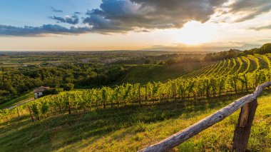 Güneş, Savorgnano del Torre, Friuli Venezia Giulia, İtalya 'nın üzüm bağlarından batıyor.