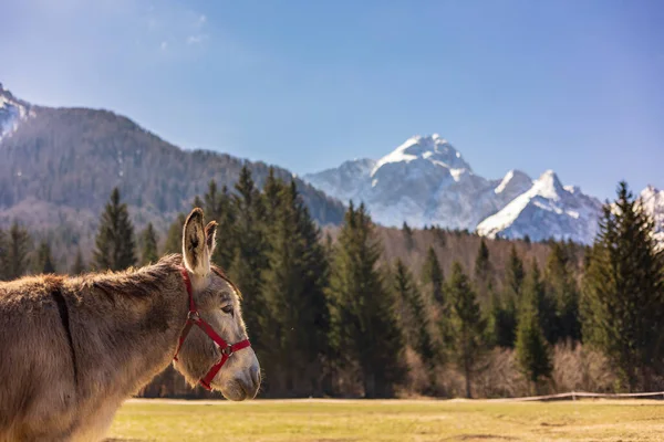 Donkeys Fields Fusine Tarvisio Italy — Stock Photo, Image