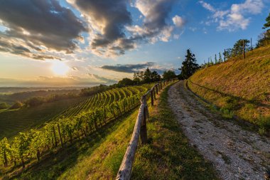 Güneş, Savorgnano del Torre, Friuli Venezia Giulia, İtalya 'nın üzüm bağlarından batıyor.