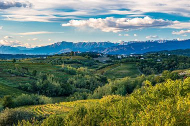 Güneş, Collio, Friuli Venezia Giulia, İtalya 'nın üzüm bağlarının üzerinden batar.