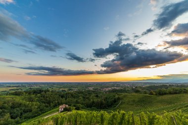 Güneş, Savorgnano del Torre, Friuli Venezia Giulia, İtalya 'nın üzüm bağlarından batıyor.