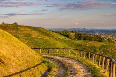 Güneş, Savorgnano del Torre, Friuli Venezia Giulia, İtalya 'nın üzüm bağlarından batıyor.