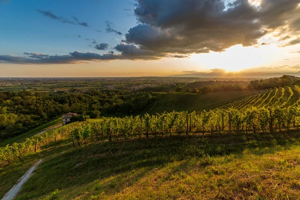 Güneş, Savorgnano del Torre, Friuli Venezia Giulia, İtalya 'nın üzüm bağlarından batıyor.