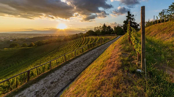 The sun goes down over the vineyards of Savorgnano del Torre, Friuli Venezia Giulia, Italy