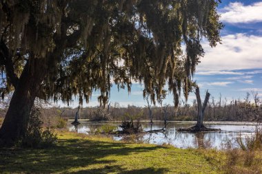 Brazos Bend State Park, Teksas, güneşli bir sabah