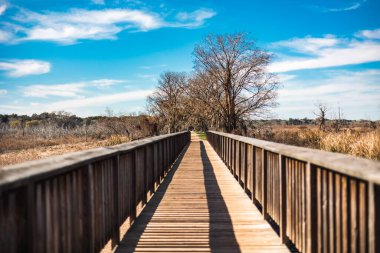 Brazos Bend State Park, Teksas, güneşli bir sabah