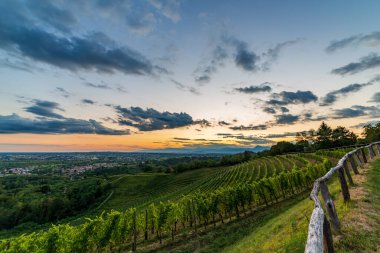 Güneş, Savorgnano del Torre, Friuli Venezia Giulia, İtalya 'nın üzüm bağlarından batıyor.