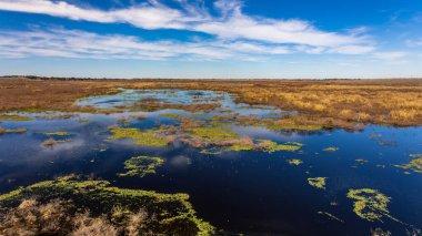 Brazos Bend State Park, Teksas, güneşli bir sabah