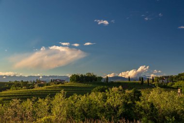 Rosazzo, Udine, Friuli Venezia-Giulia üzüm bağlarında renkli günbatımı