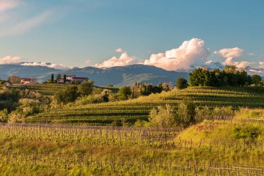 Rosazzo, Udine, Friuli Venezia-Giulia üzüm bağlarında renkli günbatımı