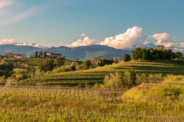Rosazzo, Udine, Friuli Venezia-Giulia üzüm bağlarında renkli günbatımı