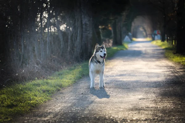 Caminhada Cão Malamute Alasca Parque Dia Muito Sol — Fotografia de Stock