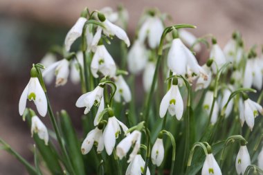 Sabah yeşil bahar ormanında beyaz kar damlaları