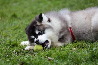 Şirin siyah Alaska köpeği yeşil çimlerin üzerinde.