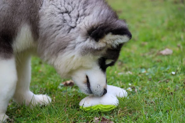 小さなふわふわ子犬Alaskan Malamute遊びとともにお気に入りのおもちゃで公園 — ストック写真