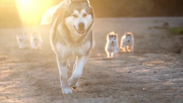 アラスカのマラメイト犬の母親と子犬が家族犬を走らせ — ストック動画
