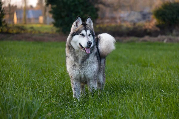 公園にいるアラスカのマラメイト犬は — ストック写真