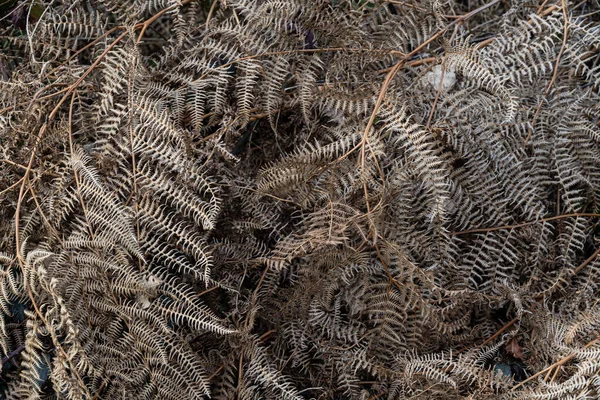 Yeşil Çimenlerin Üzerinde Çam Kozalakları — Stok fotoğraf