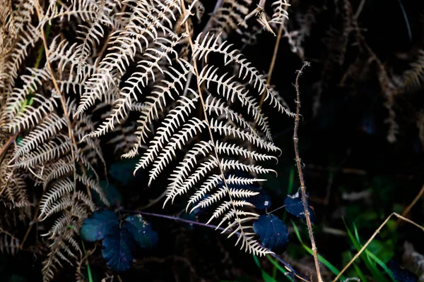 양치식물의 프랙탈 — 스톡 사진