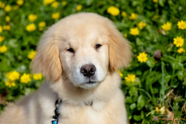golden retriever puppy on yellow flower