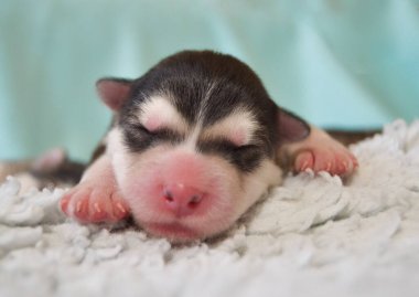 Şirin, küçük, pomsky husky malamute köpek yavrusu güzel, narin bir bahar arka planında uyur.