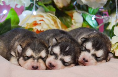 Şirin, küçük, pomsky husky malamute köpek yavrusu güzel, narin bir bahar arka planında uyur.