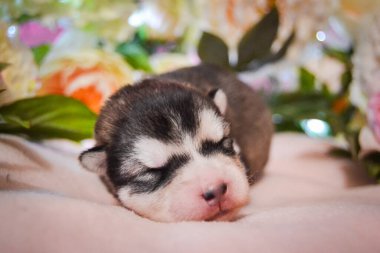 Şirin, küçük, pomsky husky malamute köpek yavrusu güzel, narin bir bahar arka planında uyur.