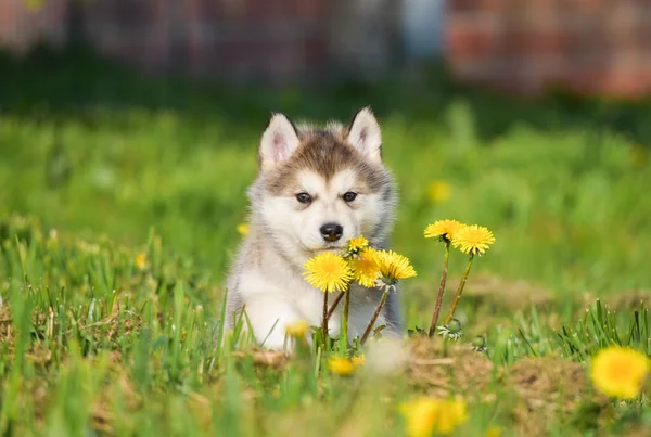 Husky Alaskan Malamute Pomski Puppy Run Spelen Zitten Gras — Stockfoto