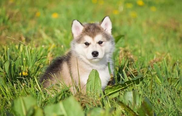 Husky Alaskan Malamute Pomski Filhote Cachorro Executar Jogo Assento Grama — Fotografia de Stock
