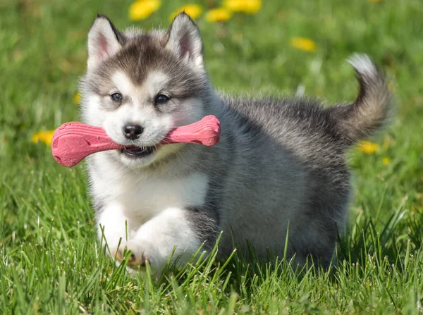 Beautiful Husky Alaskan Malamute Pomski Puppy Run Sit Play Grass — Stock Photo, Image