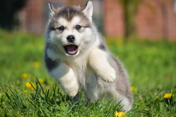 Belo Husky Alaskan Malamute Pomski Filhote Cachorro Correr Sentar Jogar — Fotografia de Stock