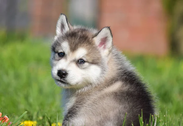 Mooie Husky Alaskan Malamute Pomski Puppy Run Zitten Spelen Gras — Stockfoto