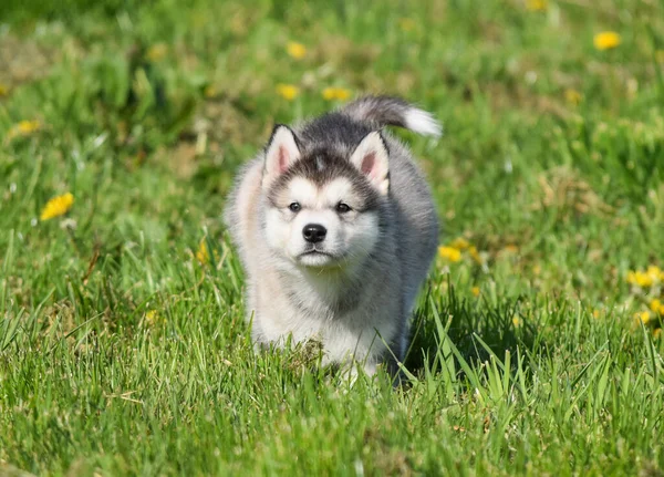 美丽的胡思乱想的阿拉斯加恶狗在草地上跑来跑去 坐着玩耍 — 图库照片