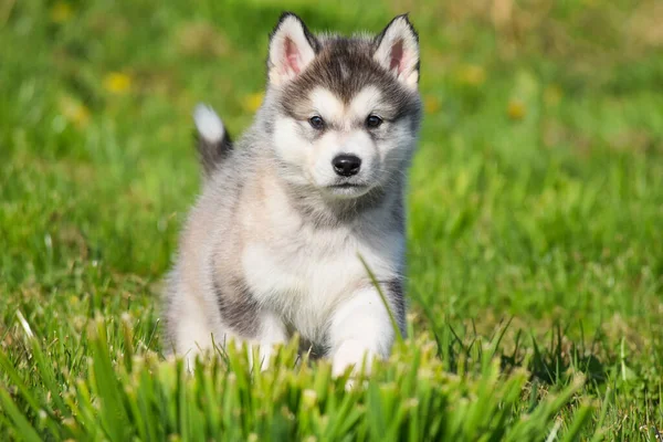 Belo Husky Alaskan Malamute Pomski Filhote Cachorro Correr Sentar Jogar — Fotografia de Stock