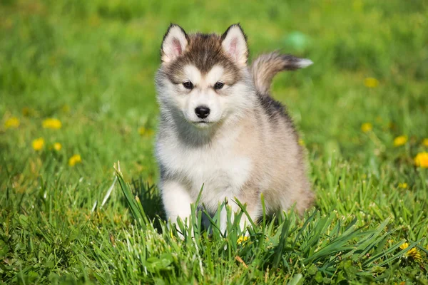 美丽的胡思乱想的阿拉斯加恶狗在草地上跑来跑去 坐着玩耍 — 图库照片