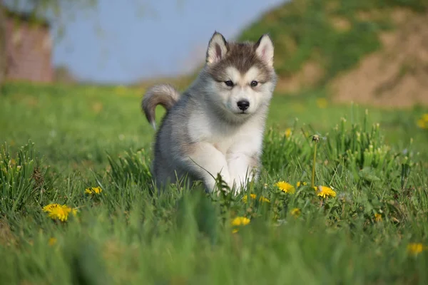 美しいハスキー アラスカ マラムテ ポムスキーの子犬が走って座って草の上で遊んでいます — ストック写真